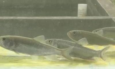 金龍魚營銷策劃方案范文大全