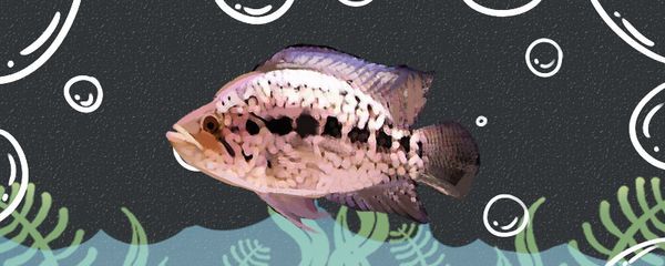 金龍魚營銷策劃方案范文大全