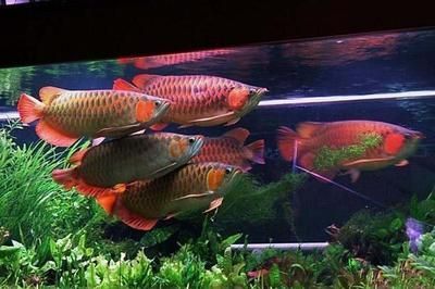 龍魚叫什么名字好聽（好聽的龍魚名字：紅色相關,青色相關,觸須特征）