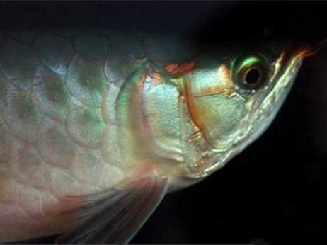 龍魚輕微掉眼怎么治好：龍魚輕微掉眼怎么辦？ 龍魚輕微掉眼怎么治好：龍魚輕微掉眼怎么辦？ 龍魚百科 第1張