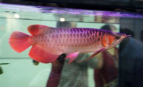 紅金龍魚吃什么（紅金龍魚的飲食主要包括哪些？）