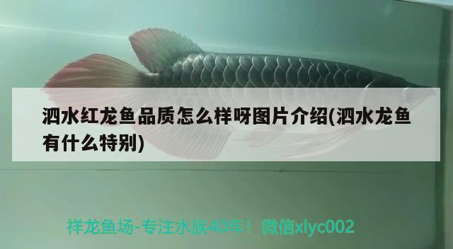 泗水龍魚屬于什么檔次