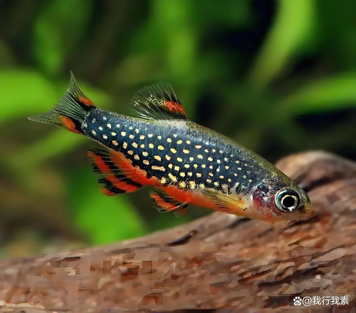金鉆魚 金鉆魚 龍魚百科 第5張