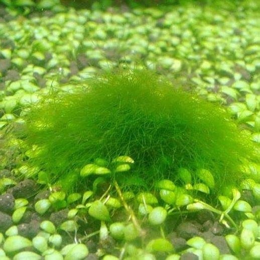 金鉆魚 金鉆魚 龍魚百科 第6張