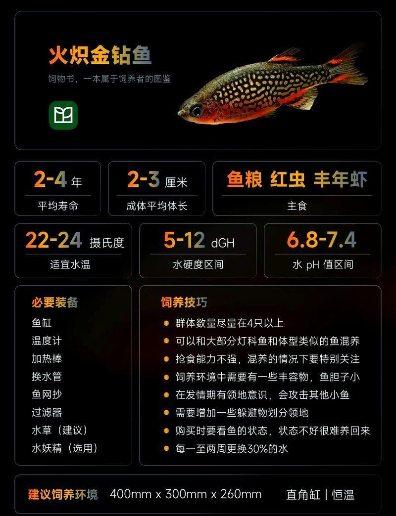 金鉆魚 金鉆魚 龍魚百科 第7張