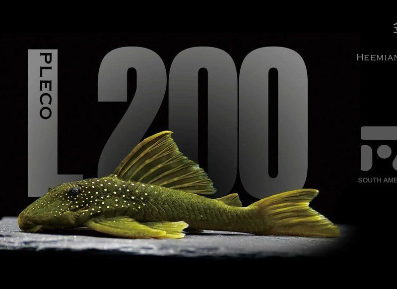 金鉆魚 金鉆魚 龍魚百科 第9張