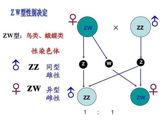 鱷魚孤雌生殖的生態意義：鱷魚孤雌生殖在生物學上具有重要意義
