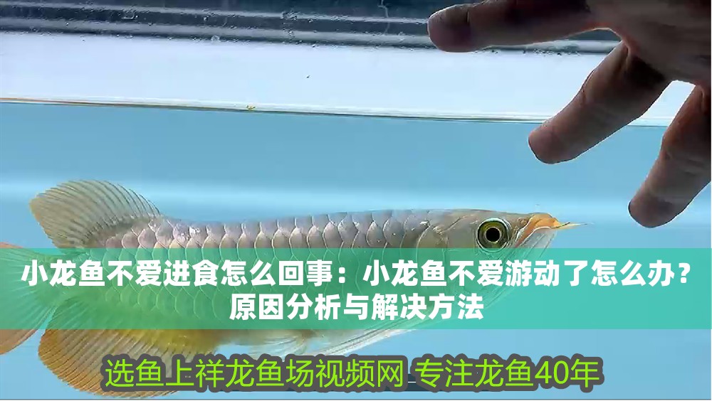 小龍魚不愛進食怎么回事:小龍魚不愛游動了怎么辦?原因分析與解決方法 龍魚百科 第1張 小龍魚不愛進食怎么回事:小龍魚不愛游動了怎么辦?原因分析與解決方法 小龍魚不愛進食怎么回事:小龍魚不愛游動了怎么辦?原因分析與解決方法 龍魚百科 第1張