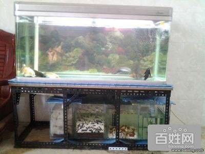 金龍魚(yú)用黃燈對(duì)爬背