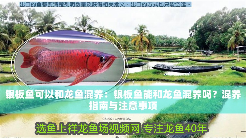 銀板魚可以和龍魚混養：銀板魚能和龍魚混養嗎？混養指南與注意事項