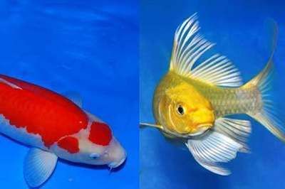 銀板魚可以和龍魚混養：銀板魚能和龍魚混養嗎？混養指南與注意事項