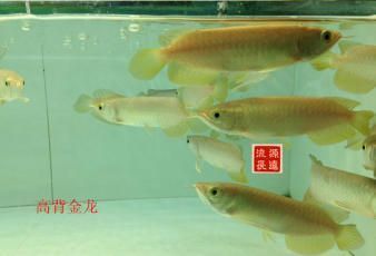 紅龍魚有名的漁場(chǎng)有哪些:印尼紅龍魚養(yǎng)殖場(chǎng)、泗水漁場(chǎng)、祥龍魚場(chǎng)、祥龍魚場(chǎng)、祥龍魚場(chǎng) 龍魚百科 第2張 紅龍魚有名的漁場(chǎng)有哪些:印尼紅龍魚養(yǎng)殖場(chǎng)、泗水漁場(chǎng)、祥龍魚場(chǎng)、祥龍魚場(chǎng)、祥龍魚場(chǎng) 紅龍魚有名的漁場(chǎng)有哪些:印尼紅龍魚養(yǎng)殖場(chǎng)、泗水漁場(chǎng)、祥龍魚場(chǎng)、祥龍魚場(chǎng)、祥龍魚場(chǎng) 龍魚百科 第2張