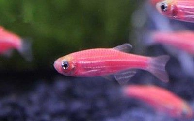 龍魚可以吃：龍魚可以吃嗎，龍魚喂食的注意事項(xiàng)