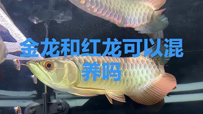能推薦一些免費的紅龍圖片嗎？ 能推薦一些免費的紅龍圖片嗎？ 龍魚百科 第8張