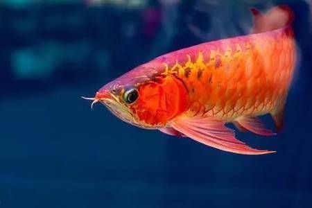 龍魚區分雌性雄性魚：如何區分龍魚的雌性和雄性