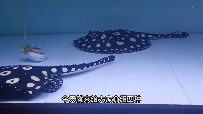 關刀魚和龍魚可以混養，關刀魚和龍魚可以混養嗎？ 關刀魚和龍魚可以混養，關刀魚和龍魚可以混養嗎？ 龍魚百科 第5張