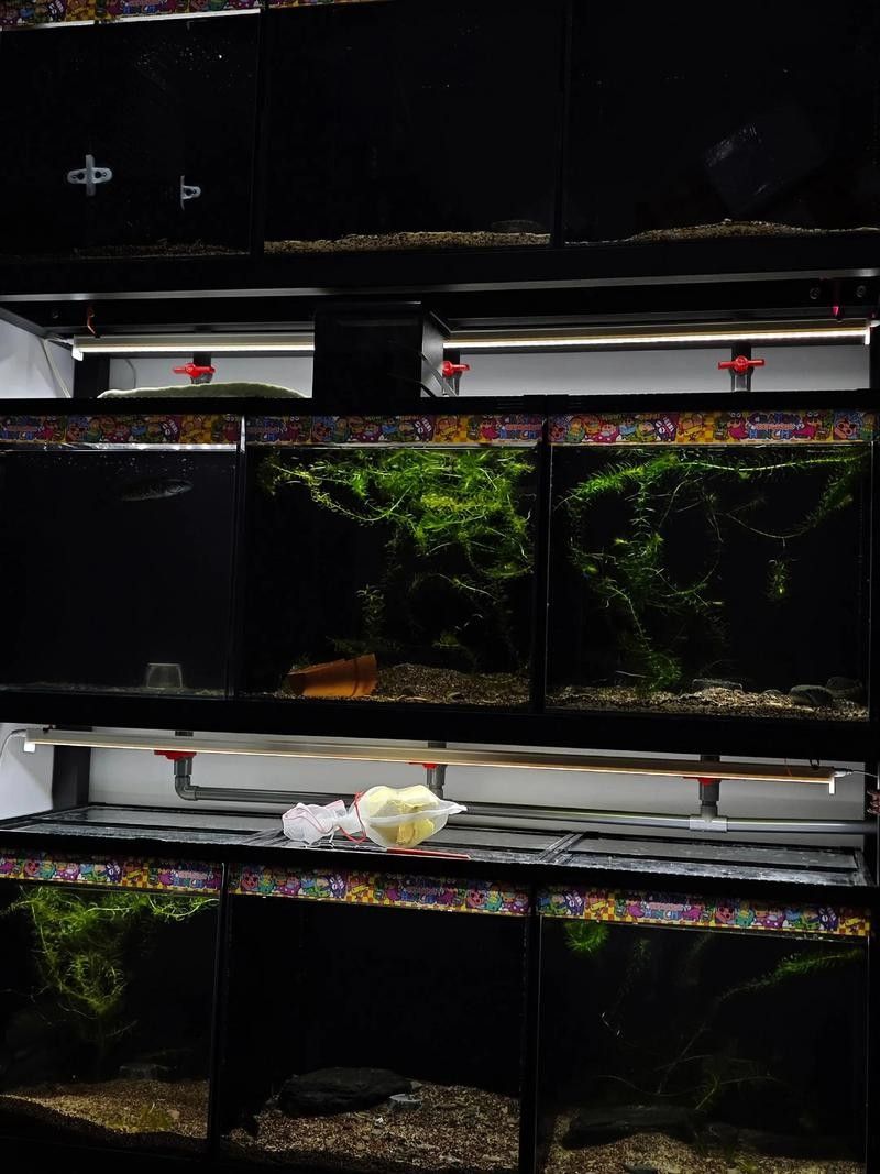 雷龍魚可以和虎斑恐龍混養嗎圖片大全高清