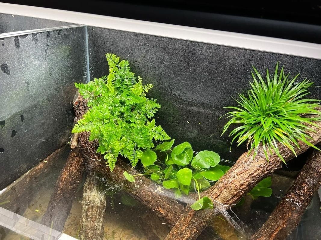 雷龍魚可以和虎斑恐龍混養嗎圖片大全高清