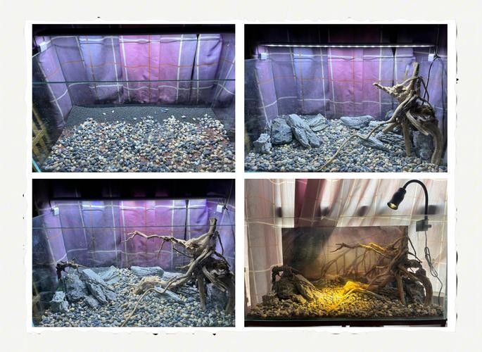 雷龍魚可以和虎斑恐龍混養嗎圖片大全高清