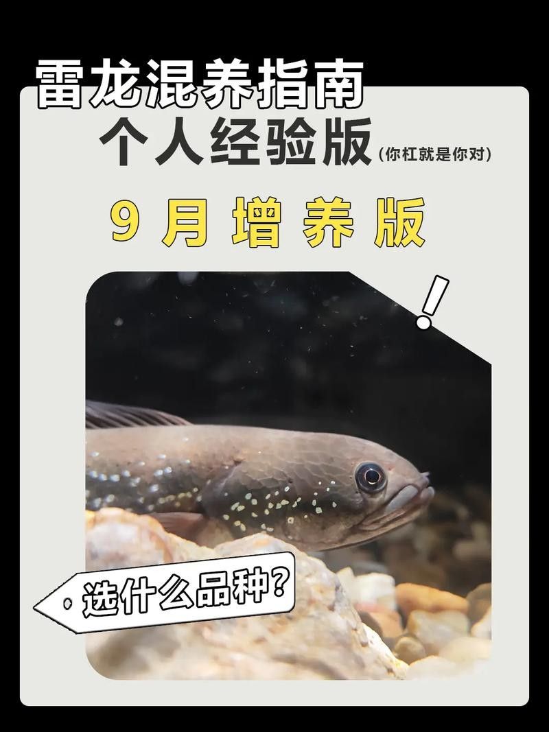 雷龍魚可以和虎斑恐龍混養嗎圖片大全高清