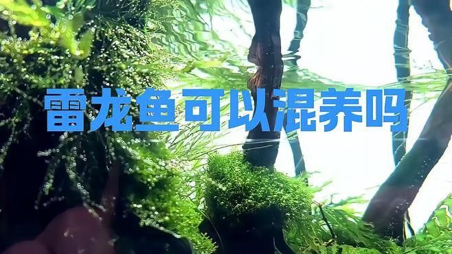 雷龍魚可以和虎斑恐龍混養嗎圖片大全高清