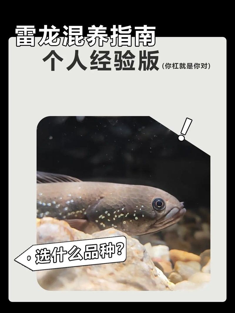 雷龍魚可以和虎斑恐龍混養嗎圖片大全高清