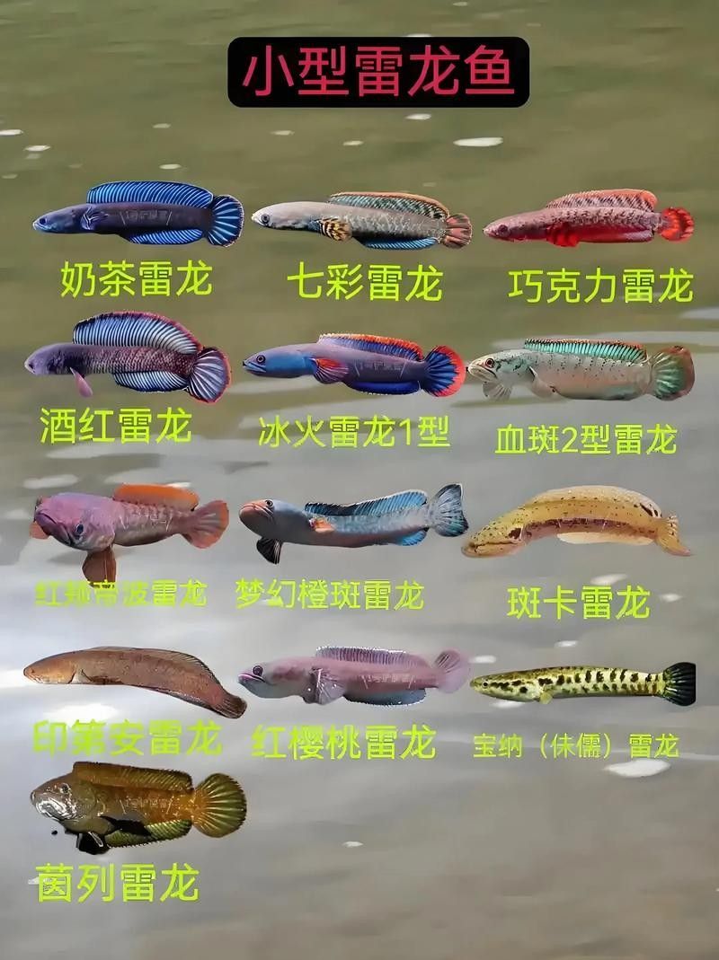 雷龍魚可以和虎斑恐龍混養嗎圖片大全高清