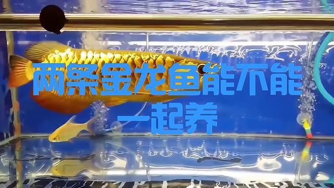 一缸金龍魚養幾條最好