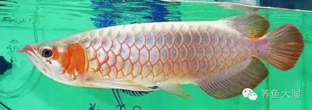 龍魚身上長白點是什么病：如何自制龍魚白點病藥浴液