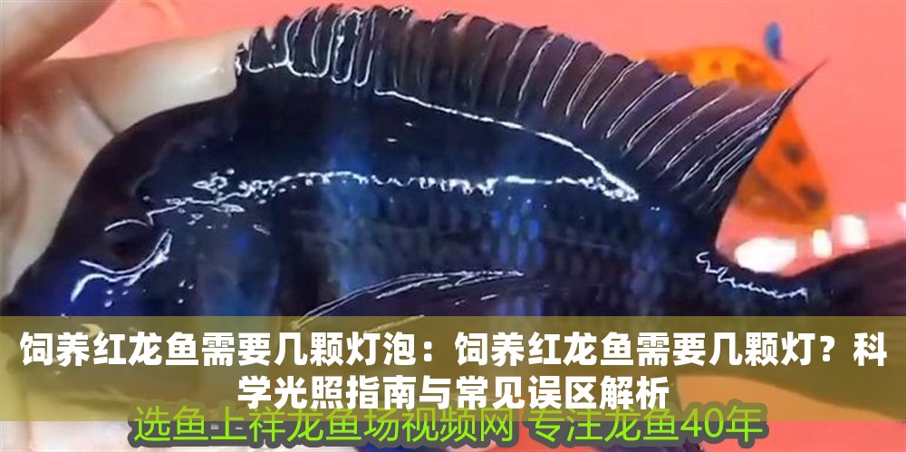 飼養紅龍魚需要幾顆燈泡:飼養紅龍魚需要幾顆燈?科學光照指南與常見誤區解析 龍魚百科 第1張 飼養紅龍魚需要幾顆燈泡:飼養紅龍魚需要幾顆燈?科學光照指南與常見誤區解析 飼養紅龍魚需要幾顆燈泡:飼養紅龍魚需要幾顆燈?科學光照指南與常見誤區解析 龍魚百科 第1張