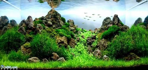 龍魚缸什么品牌好一點的（森森龍魚缸的用戶評價如何,閩江水族魚缸售后服務怎么樣）