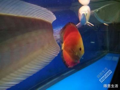 養龍魚還是養神仙魚比較好（養龍魚好還是養神仙魚好） 養龍魚還是養神仙魚比較好（養龍魚好還是養神仙魚好） 龍魚百科 第2張