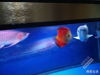 養龍魚還是養神仙魚比較好（養龍魚好還是養神仙魚好） 養龍魚還是養神仙魚比較好（養龍魚好還是養神仙魚好） 龍魚百科 第4張