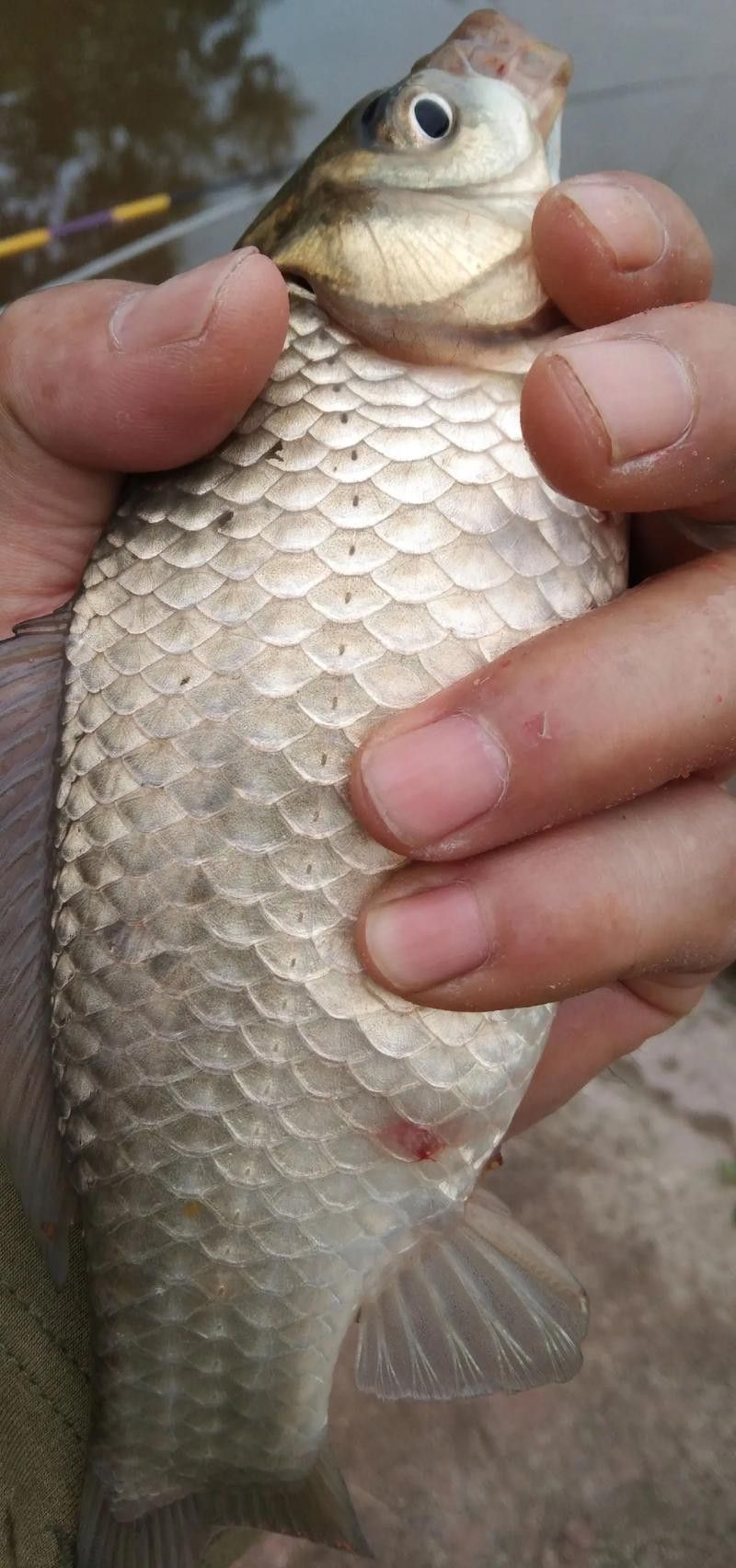 紅龍魚背上有黑點怎么回事