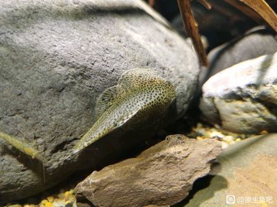 一眉道人和金龍魚混養（一眉道人魚和金龍魚可以混養嗎？）