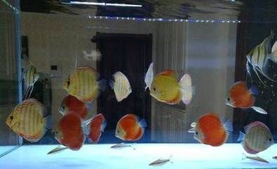 一眉道人和金龍魚混養（一眉道人魚和金龍魚可以混養嗎？）