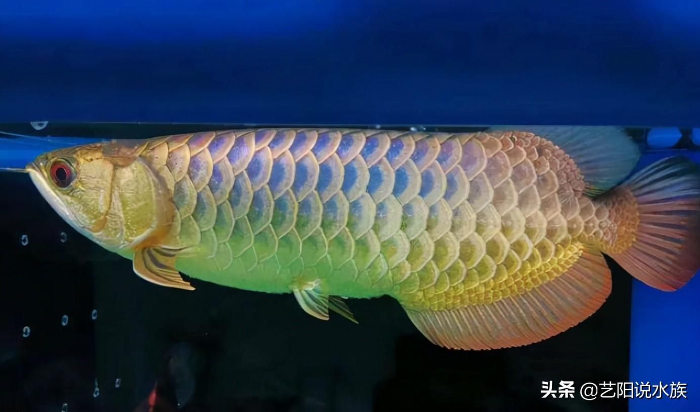 金龍魚不過(guò)背：金龍魚過(guò)背什么意思