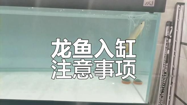 龍魚沒人趴缸有人就游起來怎么辦