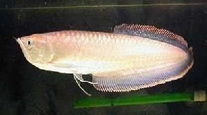 小魚冷凍多久可以給銀龍魚吃：喂食銀龍魚的小魚需要經過適當的冷凍處理 小魚冷凍多久可以給銀龍魚吃：喂食銀龍魚的小魚需要經過適當的冷凍處理 龍魚百科 第3張