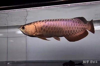 龍魚體內寄生蟲怎么治療的
