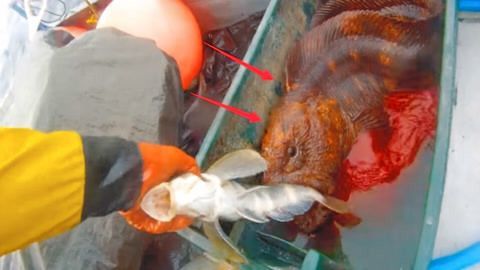龍魚吃什么水果好養：龍魚吃什么水果好養龍魚吃什么水果好養