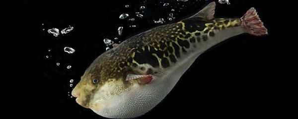 龍魚吃河豚嗎：龍魚可能捕食河豚，但不建議將河豚和龍魚放在一起養