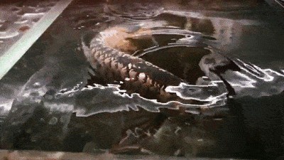 金龍魚身體發黑是怎么回事【金龍魚身體發黑是怎么回事,】