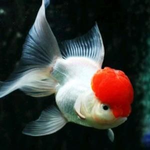 如何選擇健康的龍魚親魚：如何挑選健康的龍魚親魚