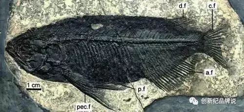 金龍魚學名叫什么名字 龍魚百科 第10張 金龍魚學名叫什么名字 金龍魚學名叫什么名字 龍魚百科 第10張