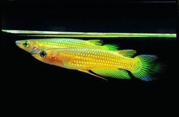 金龍魚成魚多長時間喂食一次：金龍魚多久喂一次食金龍魚一天喂多少次食物比較好