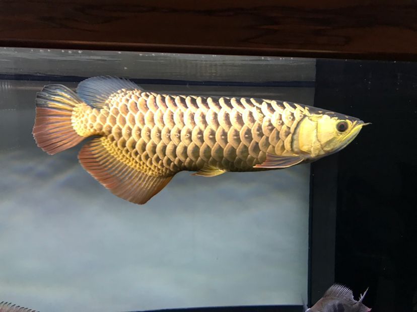 金龍魚能養多大【金龍魚的飼養方式】