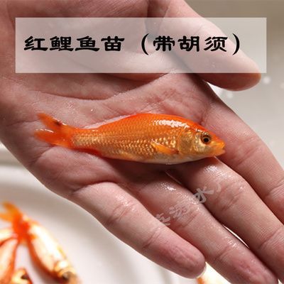 龍魚(yú)放生好嗎：龍魚(yú)對(duì)本地生態(tài)系統(tǒng)的具體影響，尋找龍魚(yú)新主人的有效途徑