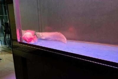 龍魚(yú)趴缸能喂食嗎為什么：龍魚(yú)趴缸可以喂食嗎 龍魚(yú)趴缸能喂食嗎為什么：龍魚(yú)趴缸可以喂食嗎 龍魚(yú)百科 第3張