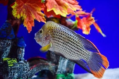 皇冠魚和龍魚混養好不好：皇冠魚和龍魚混養好不好，